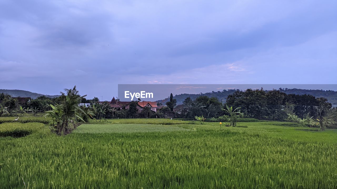 landscape, plant, environment, sky, field, land, agriculture, rural scene, plain, nature, scenics - nature, grassland, cloud, crop, grass, tree, paddy field, beauty in nature, growth, green, farm, meadow, pasture, horizon, no people, rice, rice paddy, cereal plant, architecture, rural area, hill, natural environment, social issues, prairie, outdoors, tranquility, building, food and drink, rice - food staple, travel, food, travel destinations, environmental conservation, tropical climate