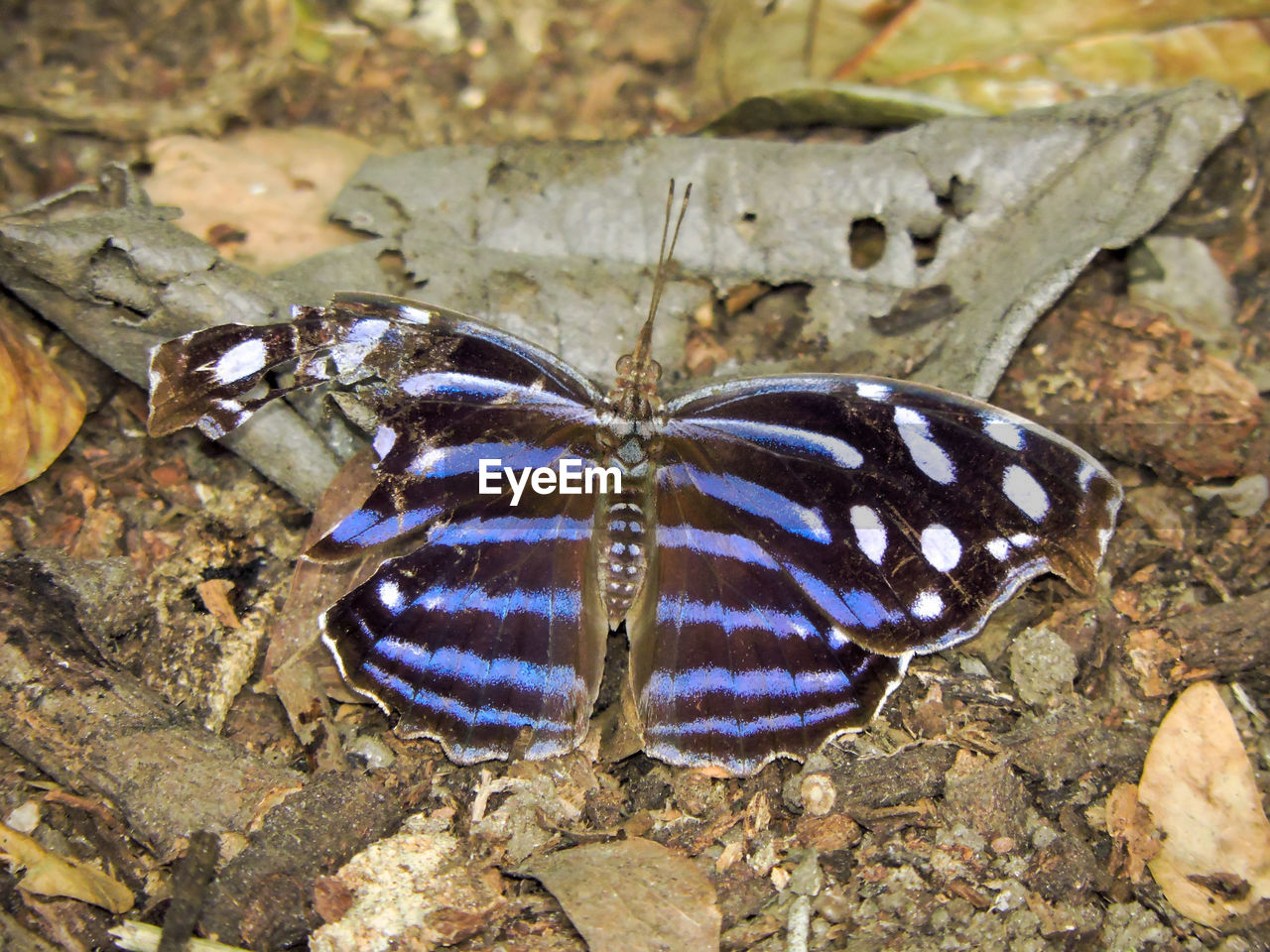 HIGH ANGLE VIEW OF BUTTERFLY ON LEAF