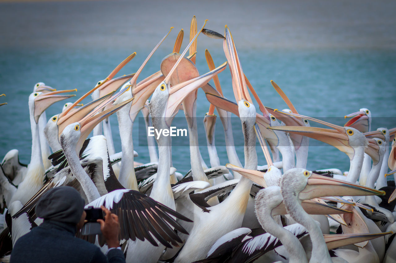 Close-up of pelicans in sea