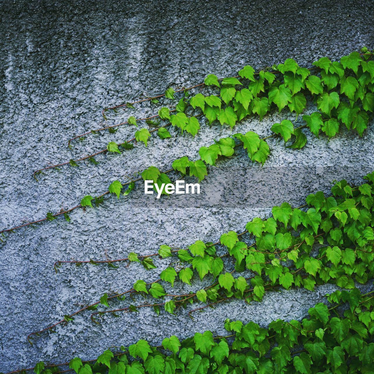 Full frame shot of ivy growing on plant