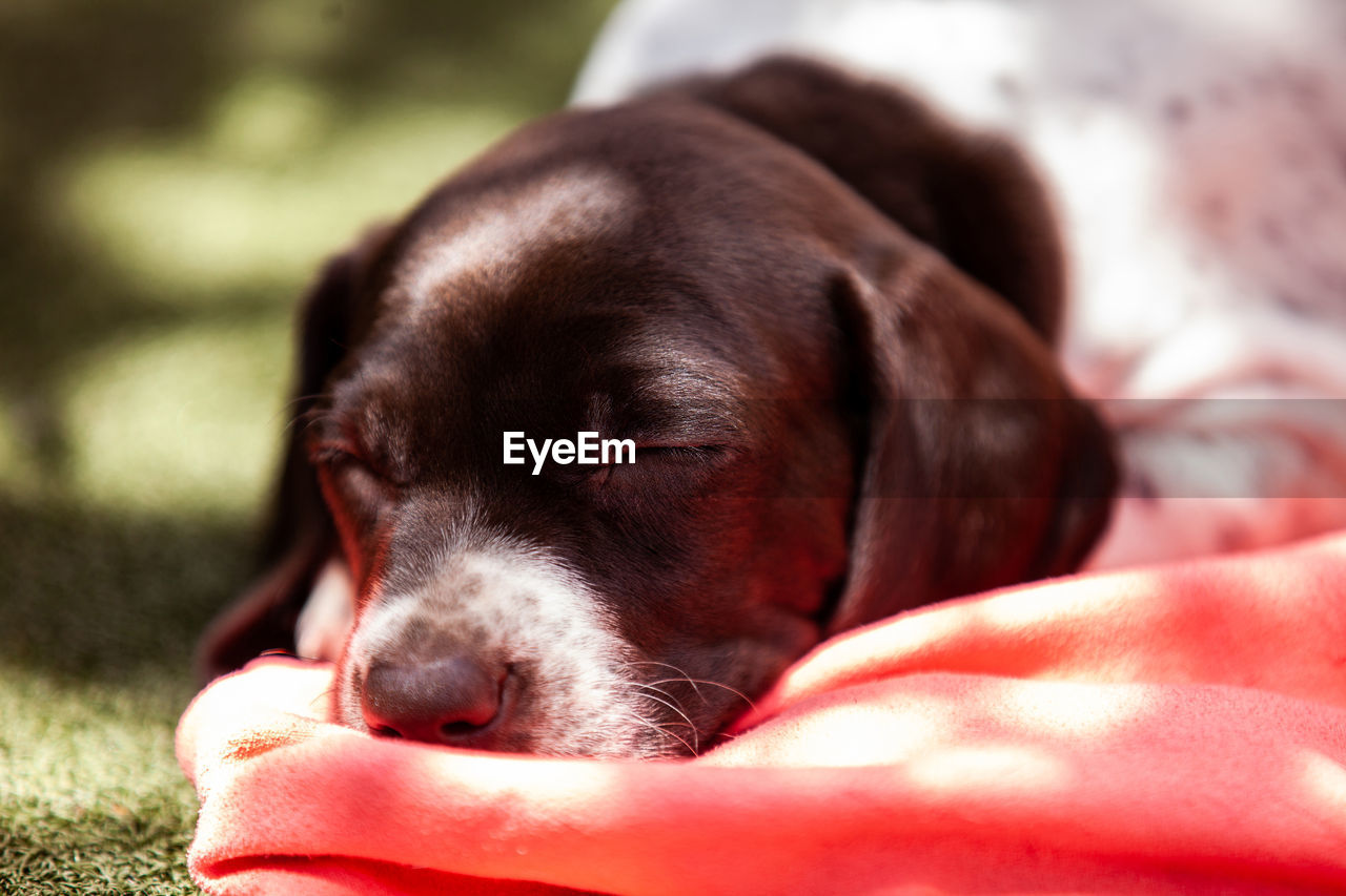 Little puppy of the french pointing dog breed sleeping under the sun