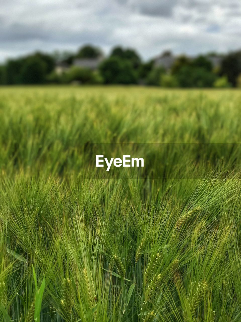 VIEW OF WHEAT FIELD