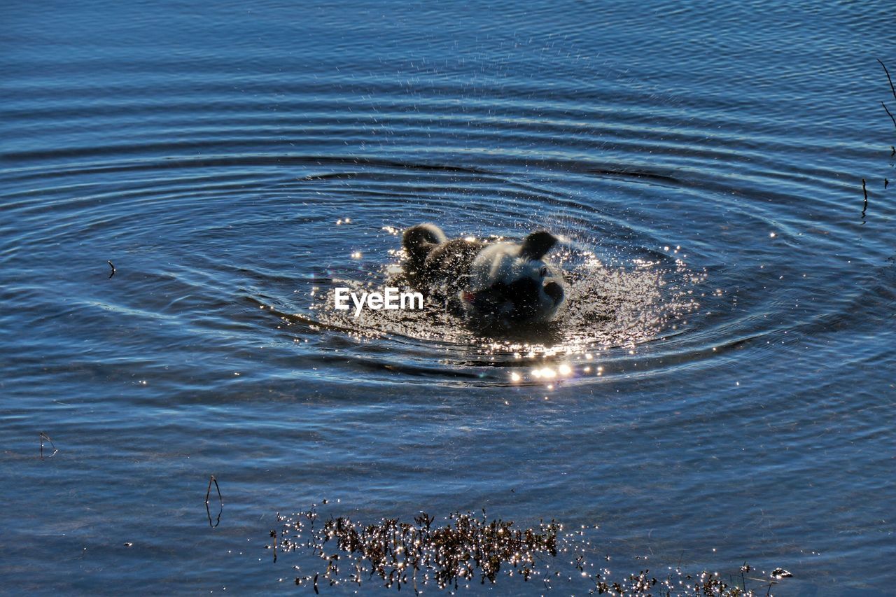 Ducks swimming in sea