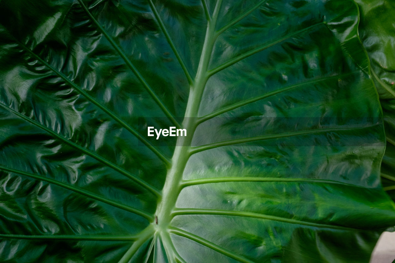 CLOSE-UP OF GREEN LEAVES