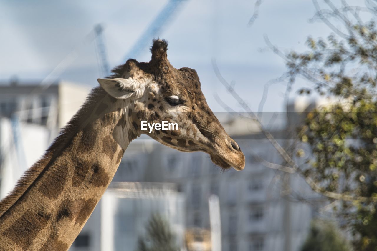 Low angle view of giraffe against sky