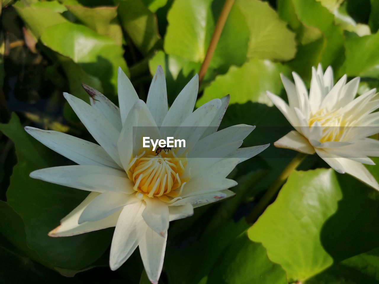 CLOSE-UP OF INSECT ON WHITE FLOWERING PLANTS