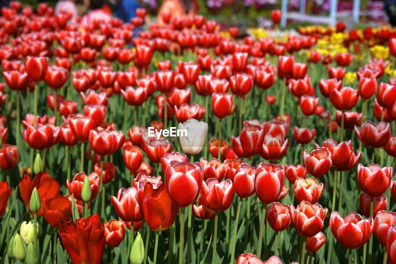 View of red tulips in filed