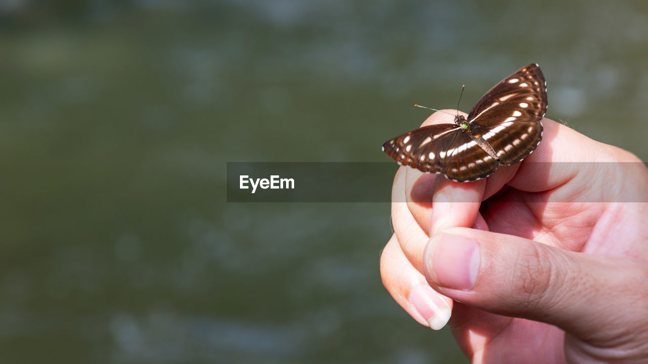 CLOSE-UP OF HUMAN HAND HOLDING BUTTERFLY