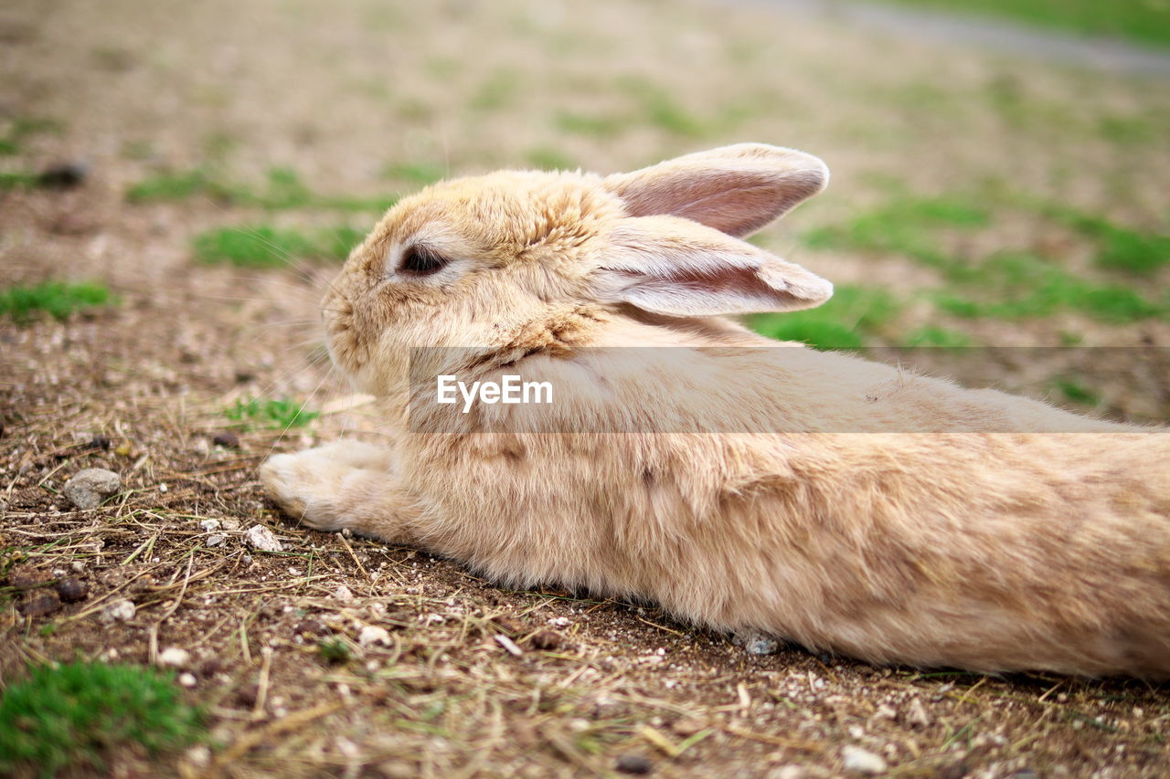 Close-up of rabbit