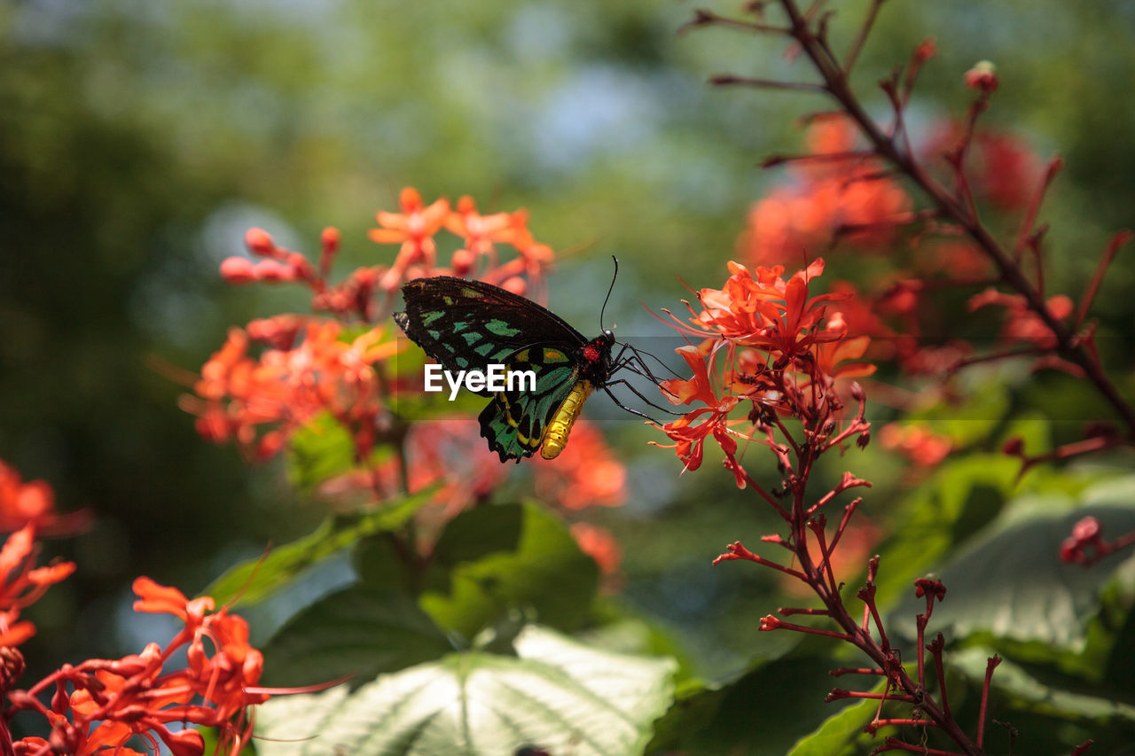 Cairns birdwing butterfly ornithoptera euphorion. this species is endemic to australia.