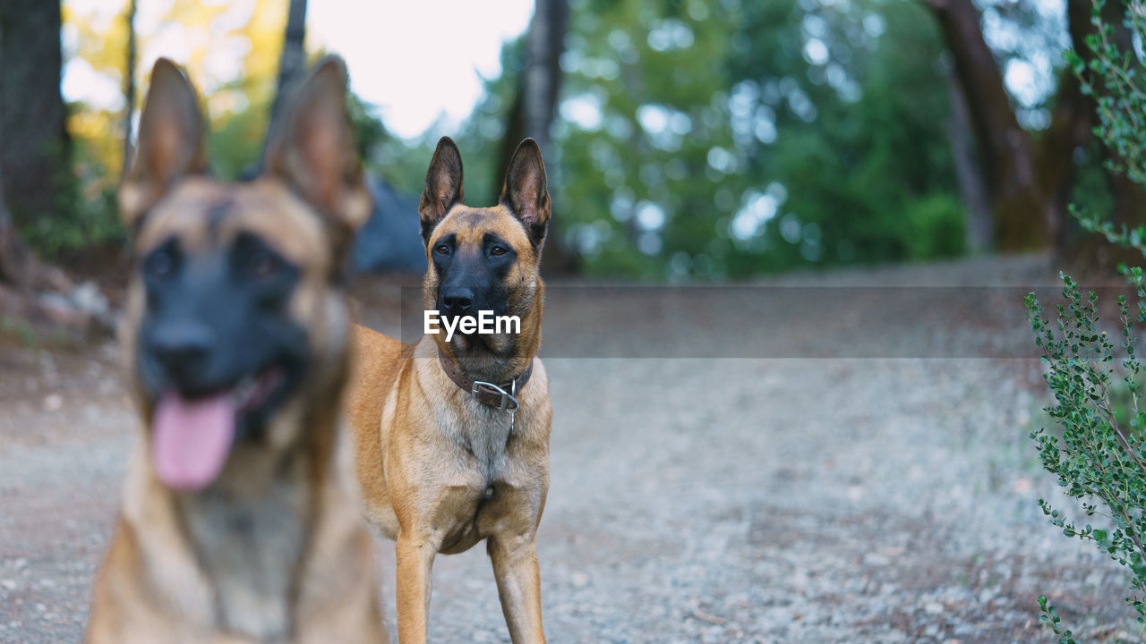 Two belgian malinois playing in the forest