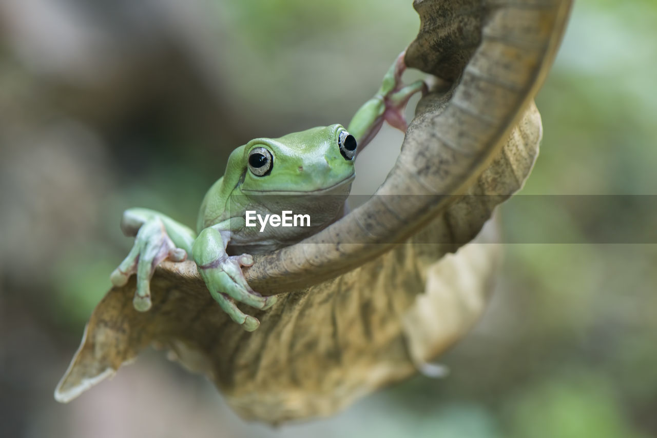 CLOSE-UP OF LIZARD ON TREE