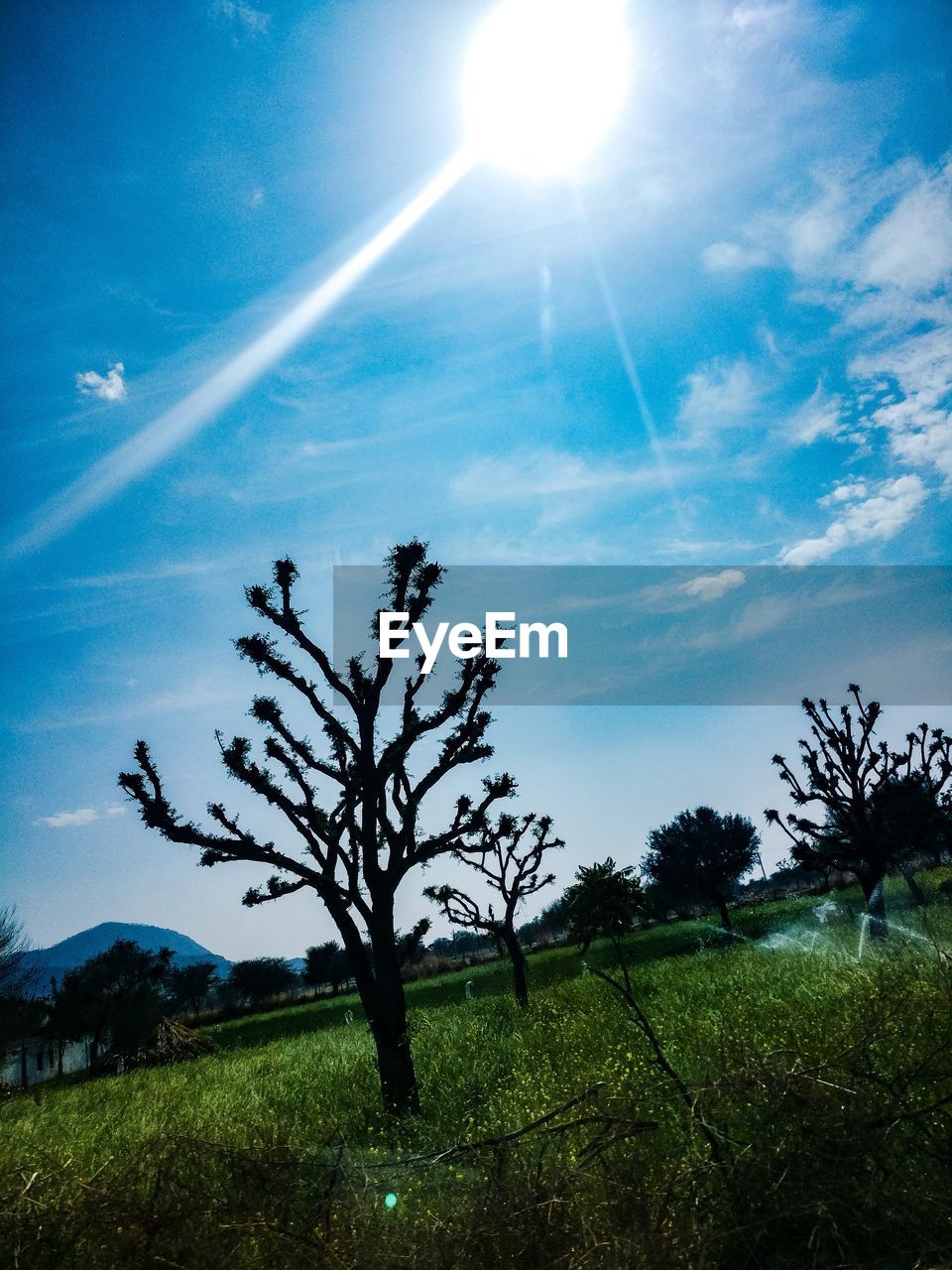 LOW ANGLE VIEW OF TREE GROWING IN FIELD AGAINST SKY