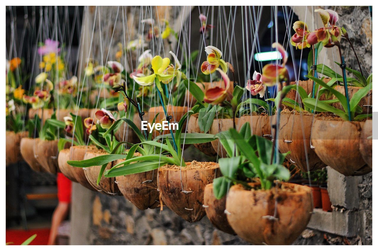 CLOSE-UP OF POTTED FLOWERS