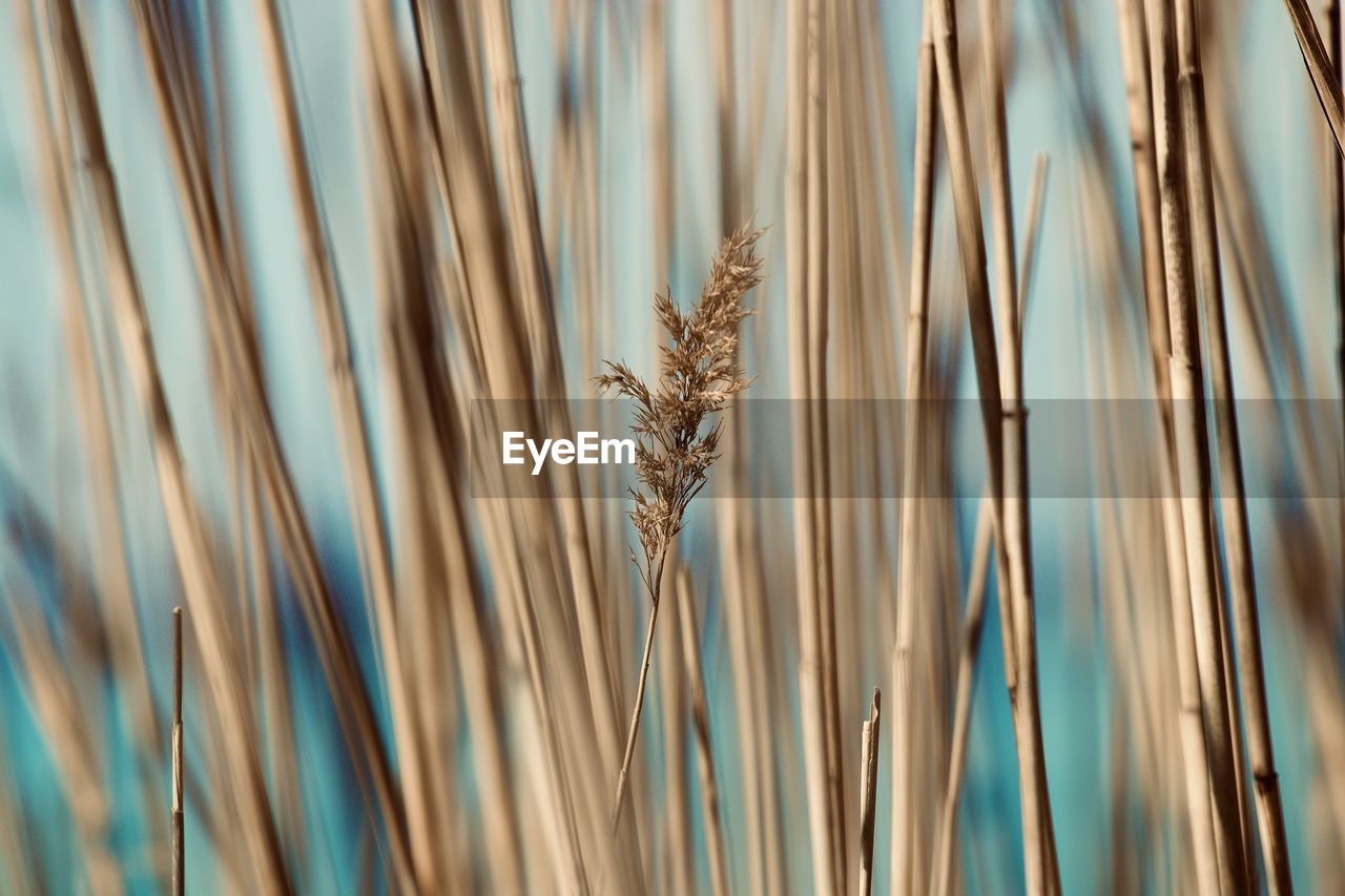 Close-up of reeds