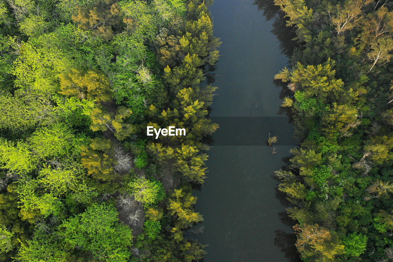 High angle view of trees in forest