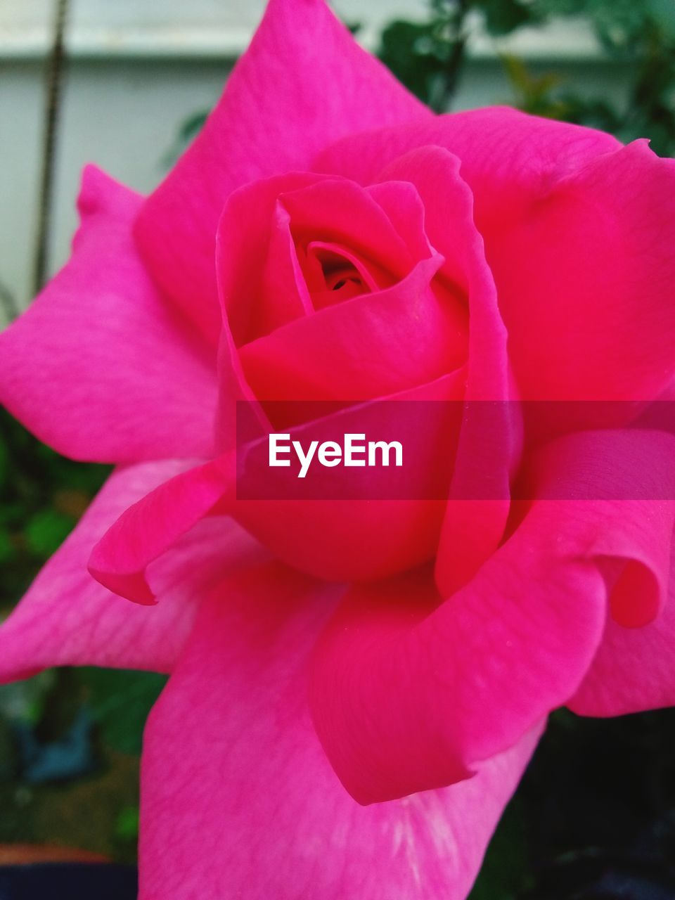 CLOSE-UP OF PINK ROSE WITH RED ROSES