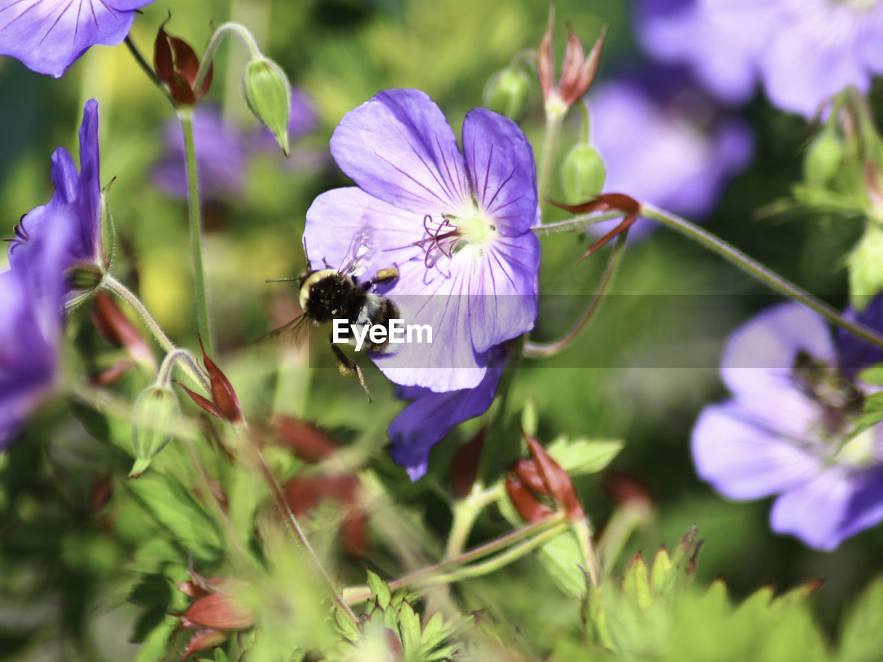 CLOSE-UP OF BEE POLLINATING ON PURPLE FLOWERING