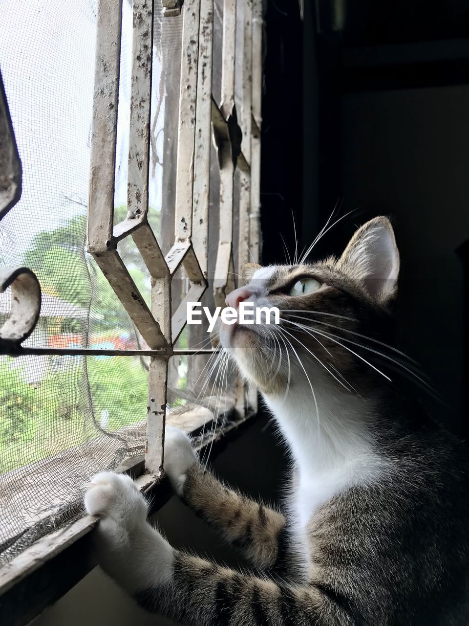 CLOSE-UP OF A CAT WITH HAND ON THE WINDOW