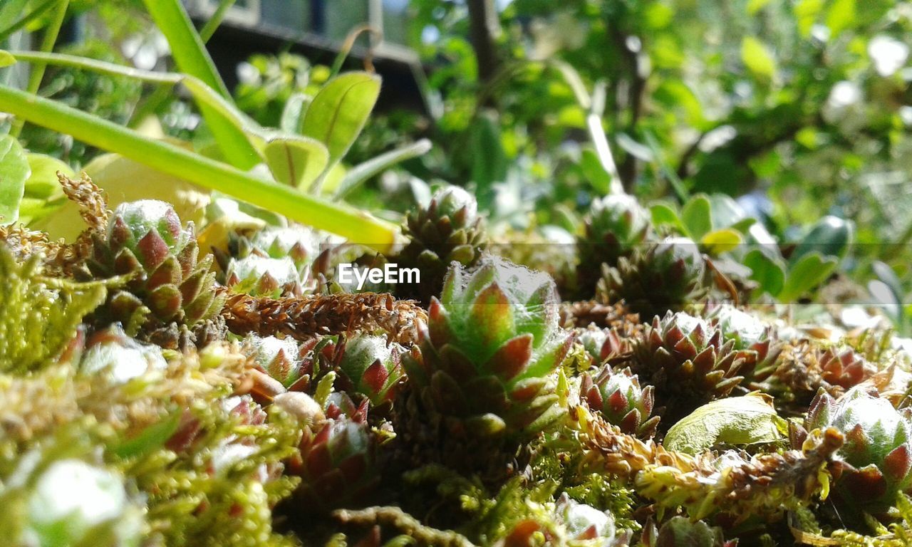 Close-up of plants growing on field