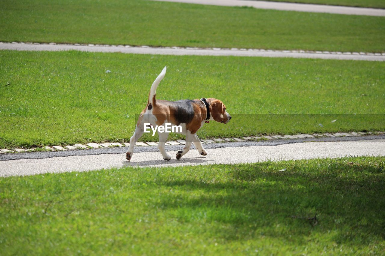 DOG STANDING ON GRASSY FIELD