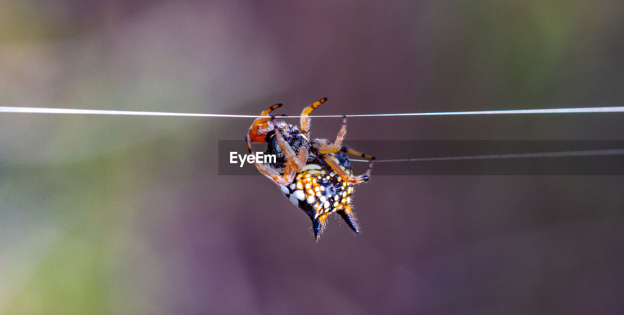 Spiny spider austracantha minax building his web