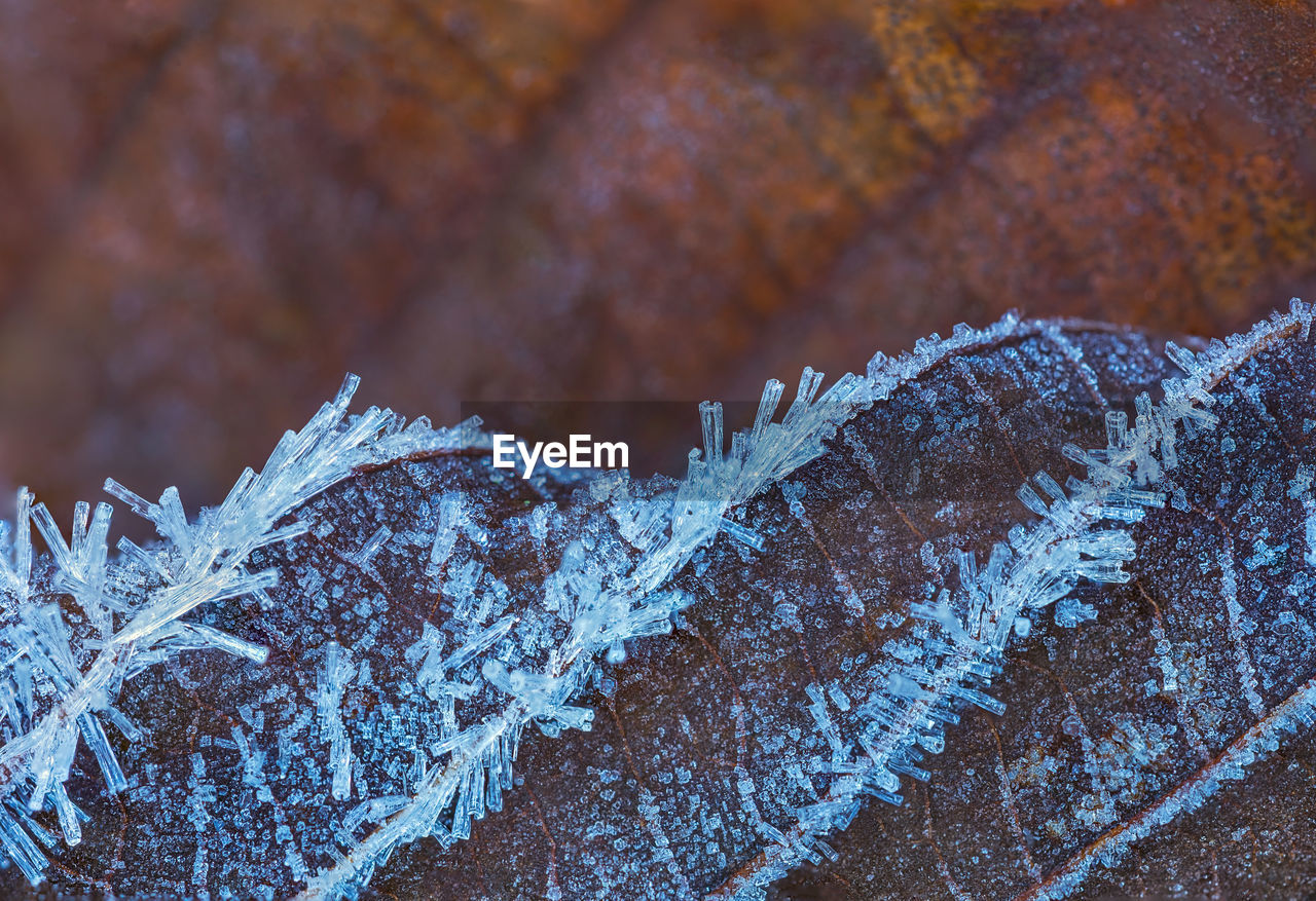 Close-up of frozen leaf during winter