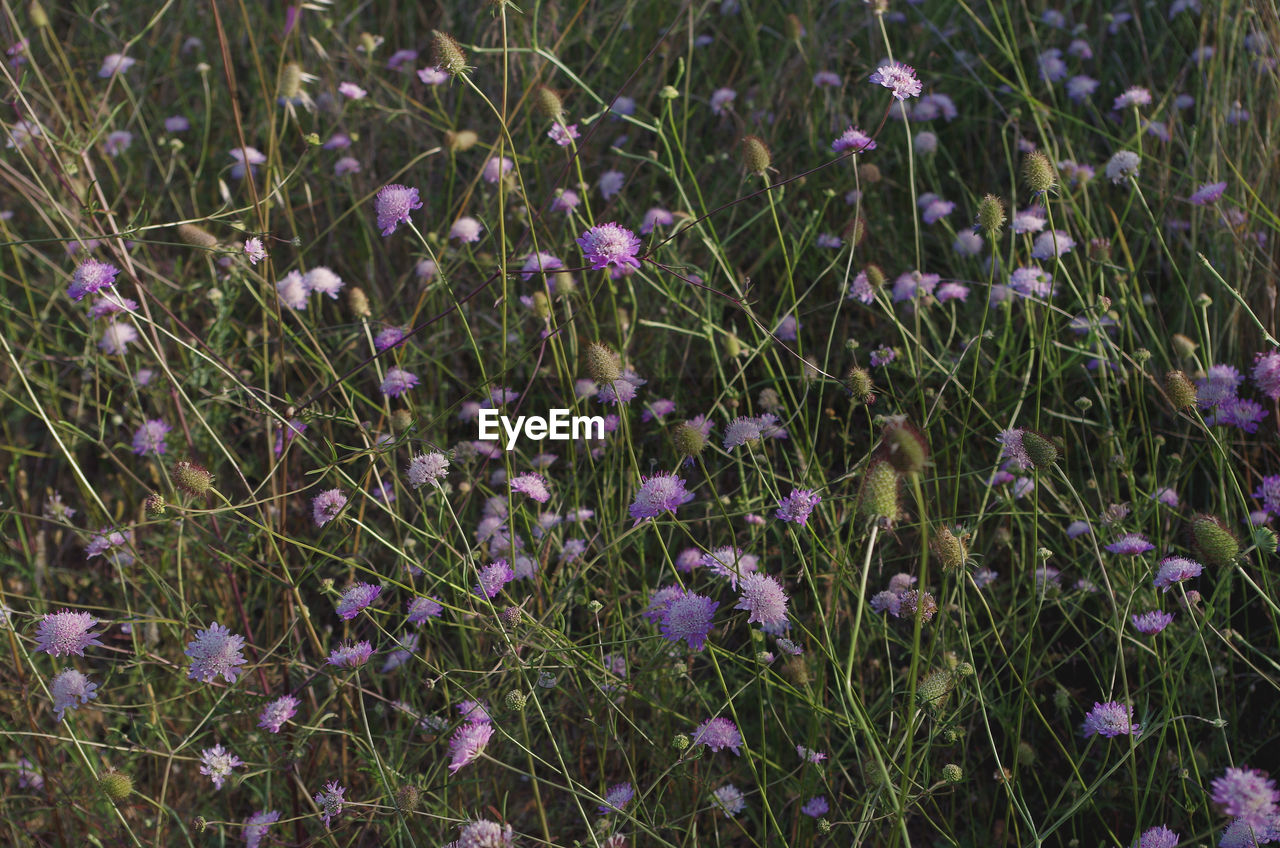 Purple flowers blooming in field