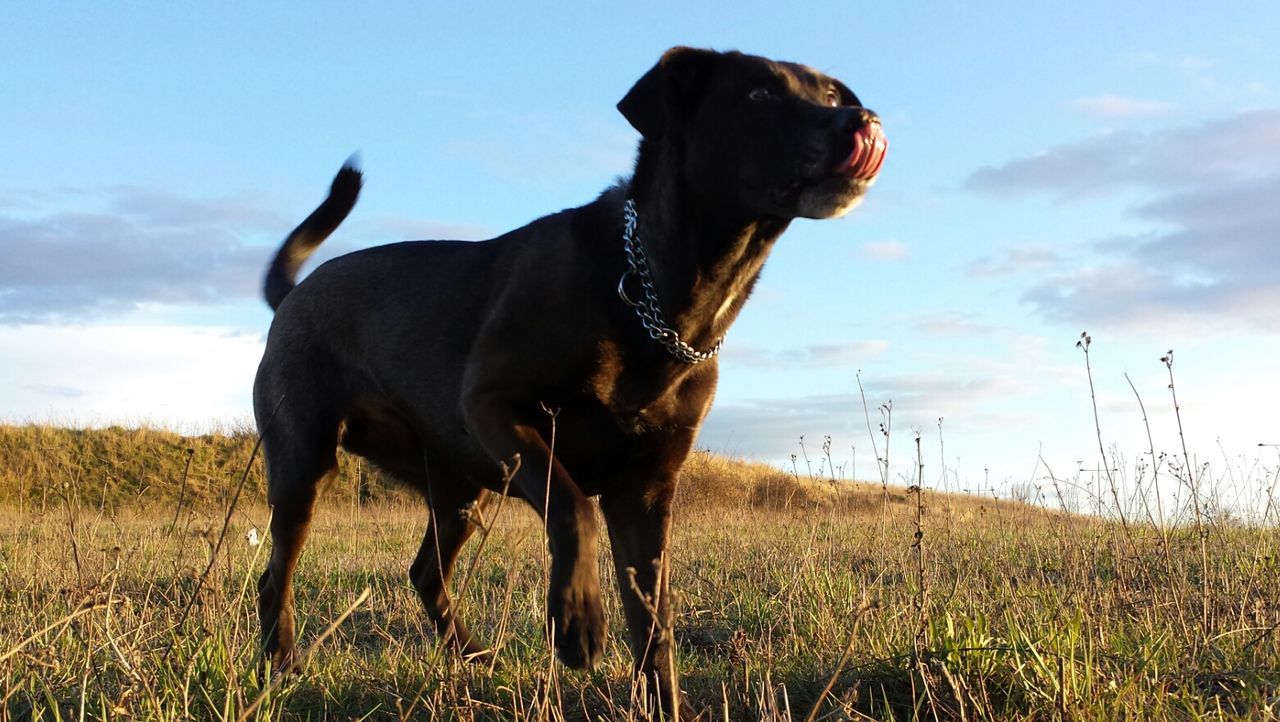 Low angle view of dog on grassy field against sky