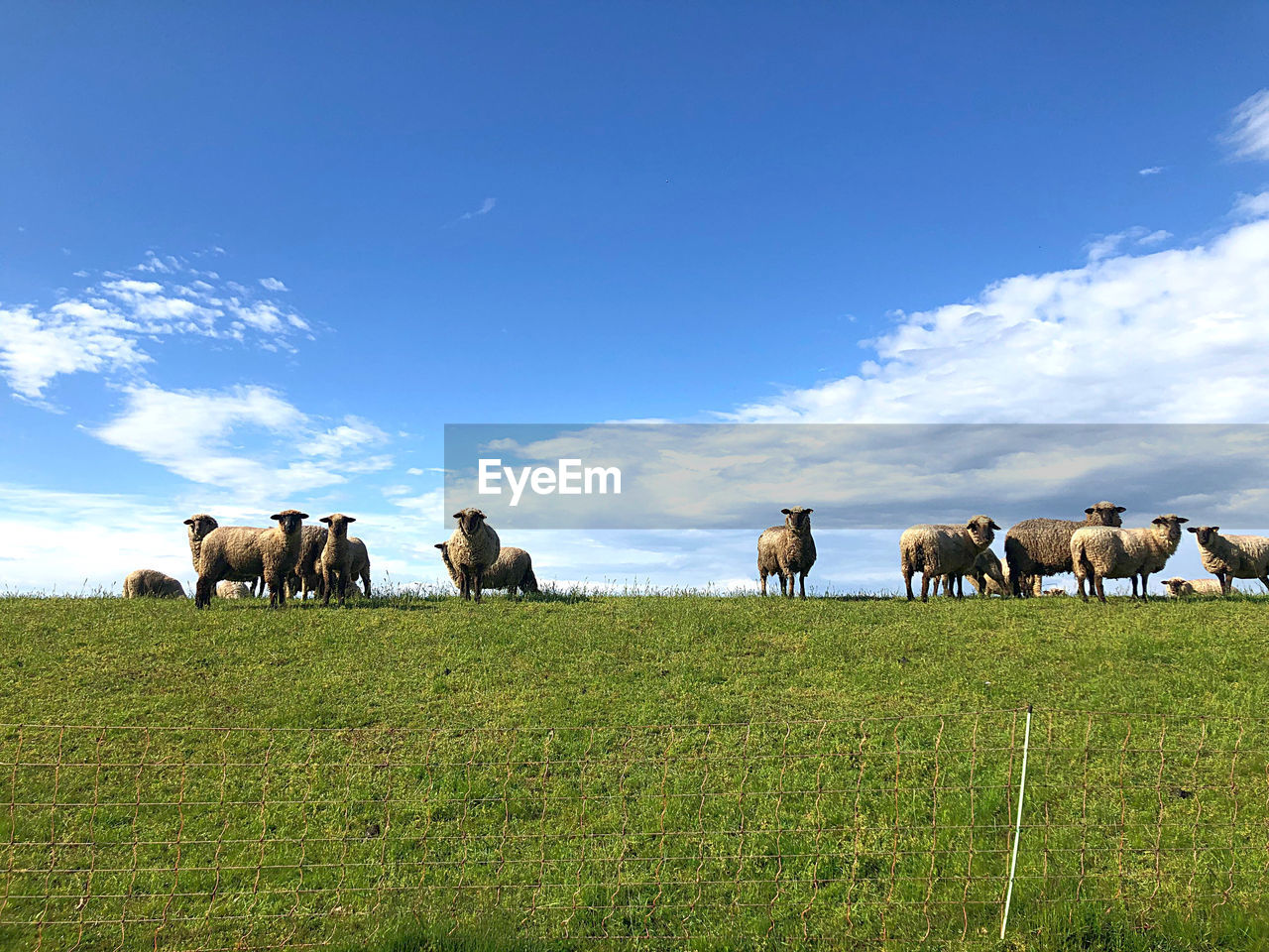 COWS GRAZING IN FIELD