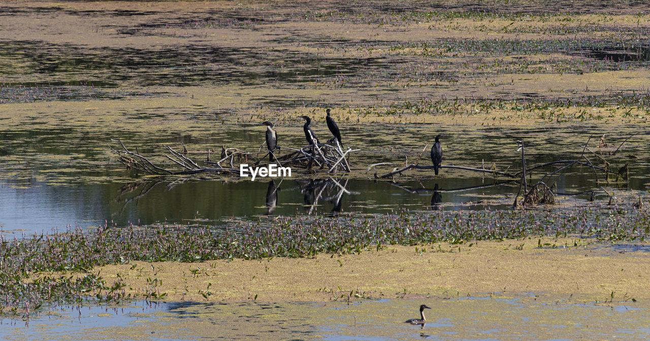 VIEW OF BIRD ON LAKE