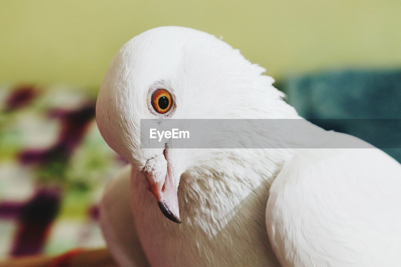 A white pegion with tilted neck
