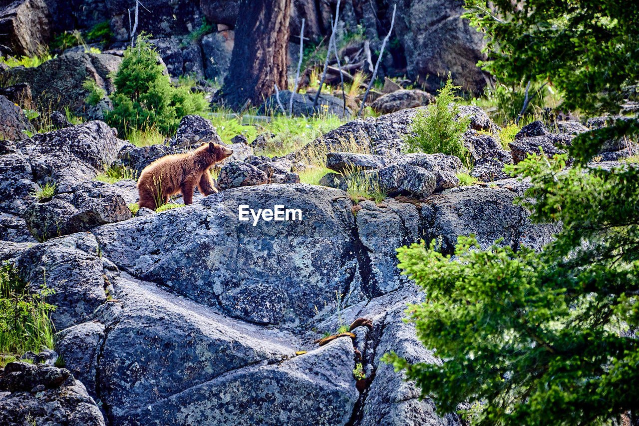 Bear walking long rocky cliff in yellowstone national park.