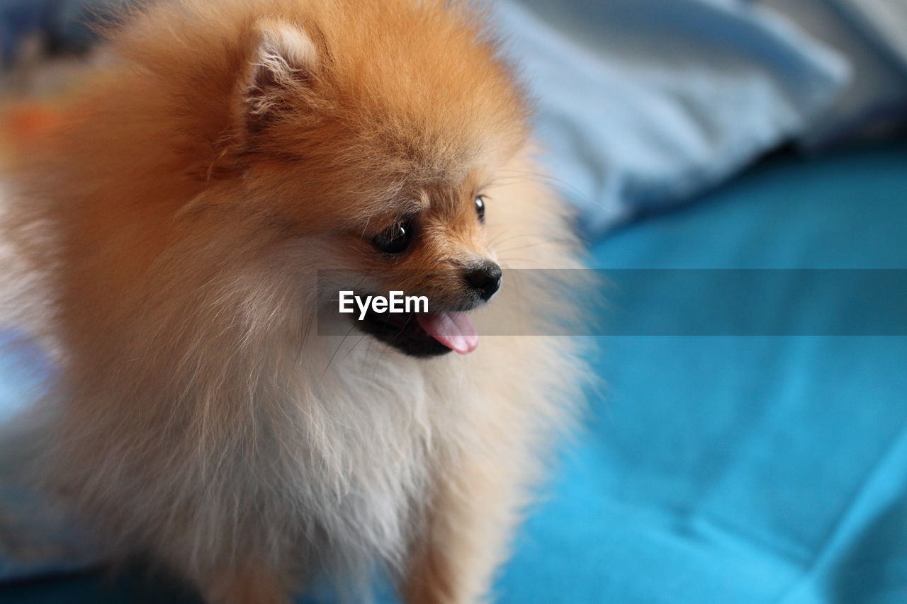 Close-up of pomeranian