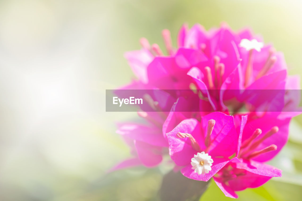 Close-up of pink flowering plant