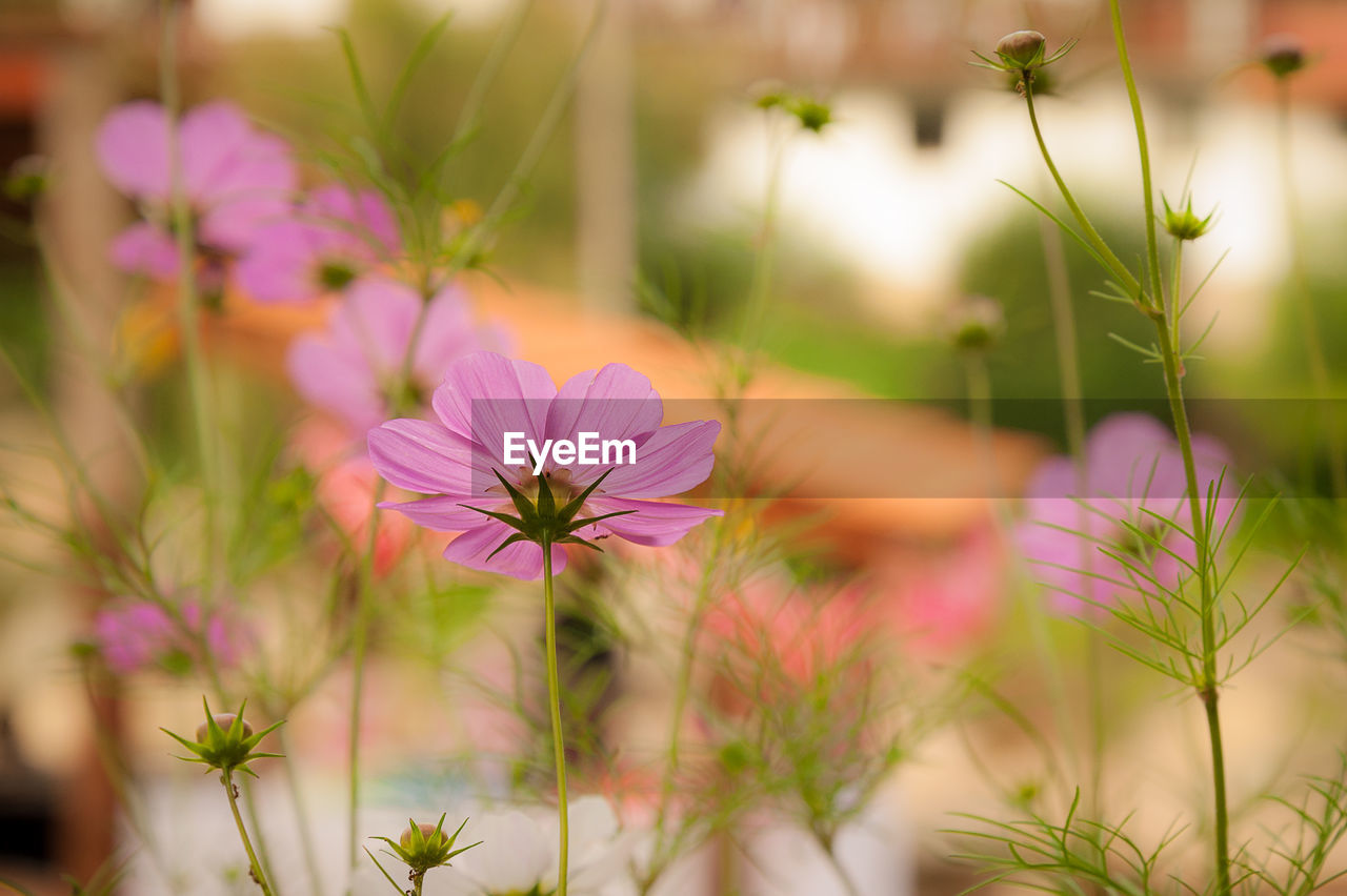 Close-up of pink cosmos flower