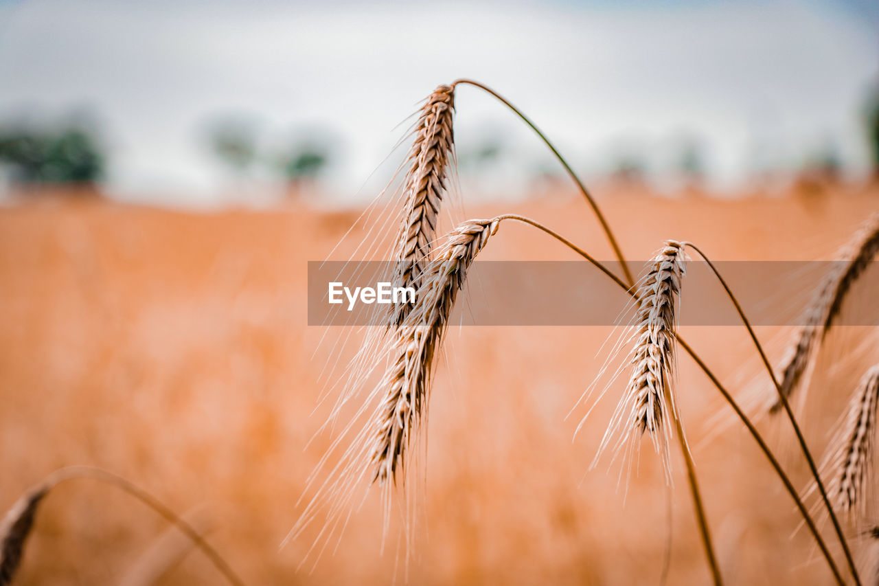 Close-up of wheat plants against sky