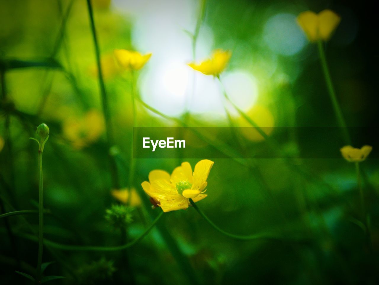 CLOSE-UP OF YELLOW FLOWERING PLANT IN FIELD