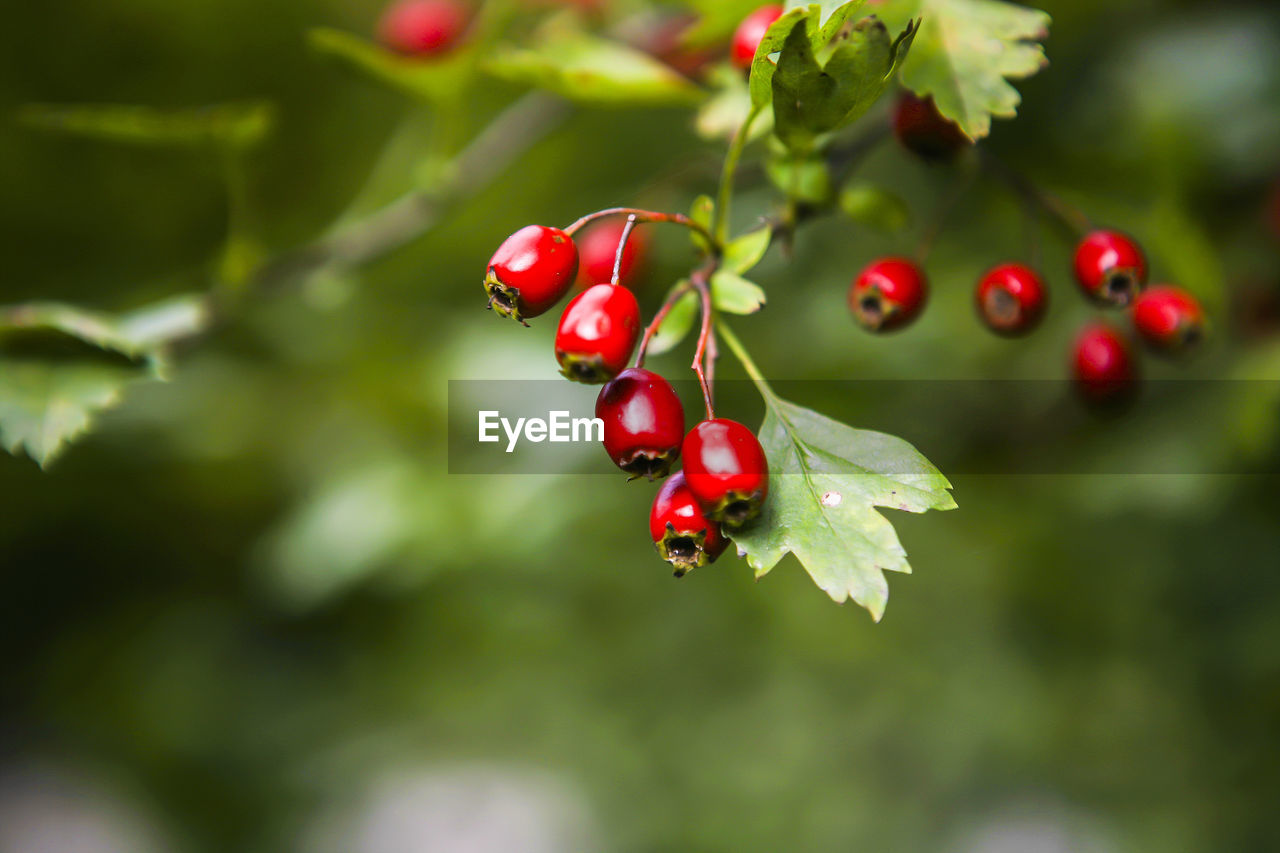 Close-up of red berries growing on plant