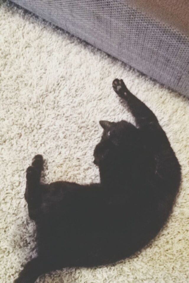 CAT RELAXING ON BED