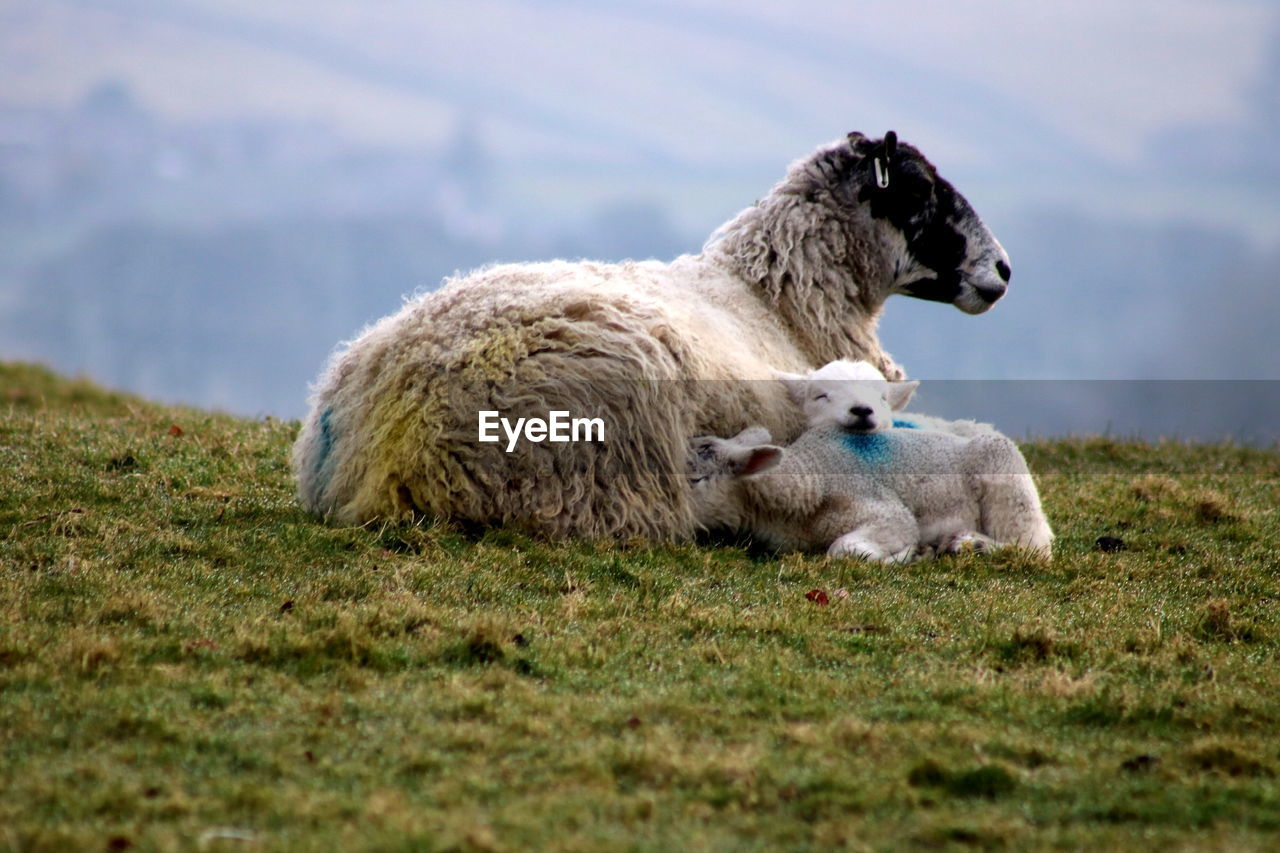 Sheep with lamb in a field