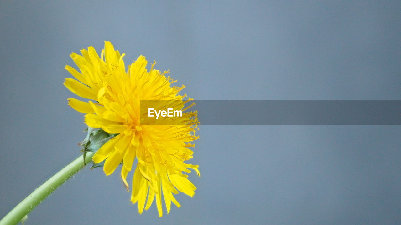 CLOSE-UP OF YELLOW FLOWERING PLANT AGAINST CLEAR BLUE SKY