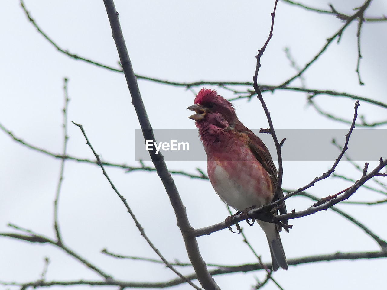 LOW ANGLE VIEW OF A BIRD PERCHING ON BRANCH