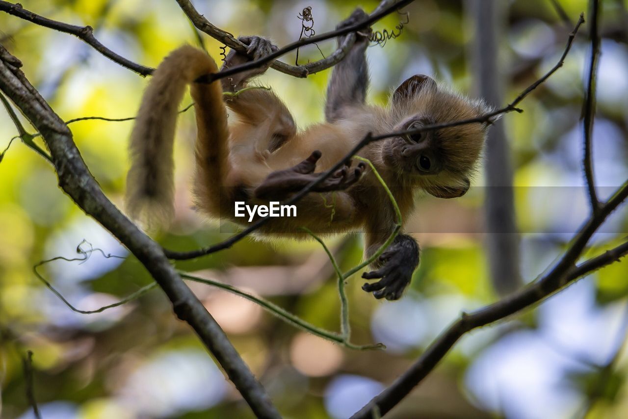 CLOSE-UP OF SQUIRREL ON TREE