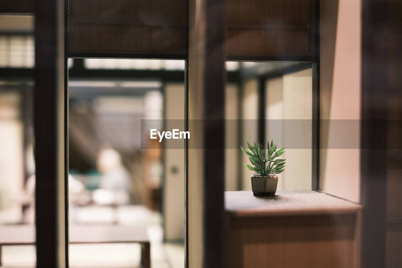 Close-up of potted plant on table