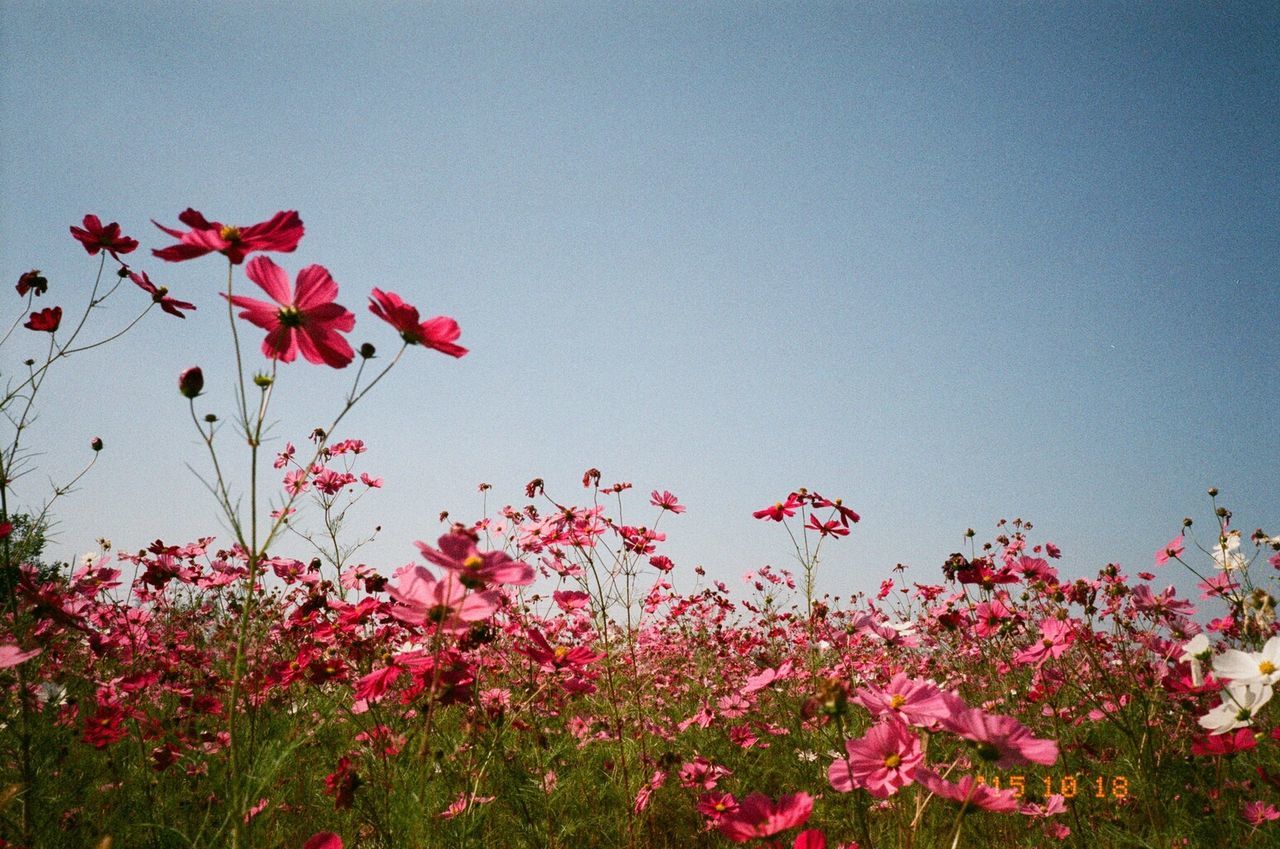 CLOSE-UP OF RED FLOWERS AGAINST SKY