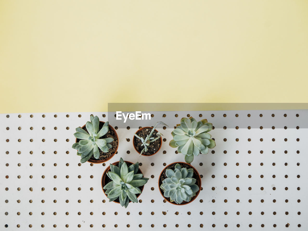 Directly above shot of potted suculent plants on table