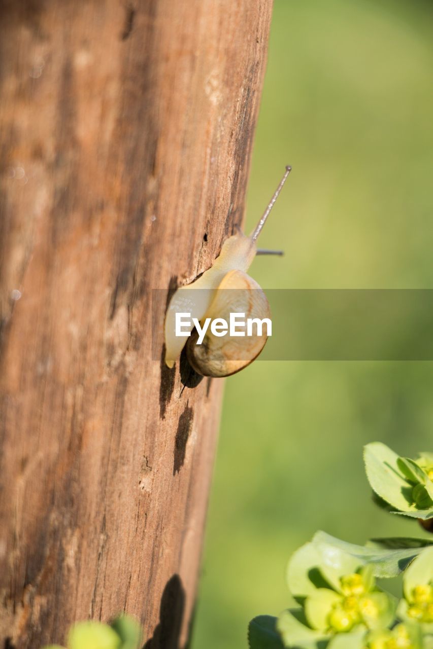 Side view of snail on branch