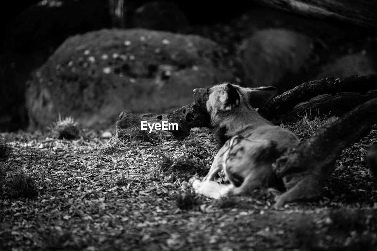 CLOSE-UP OF SHEEP RELAXING ON GROUND