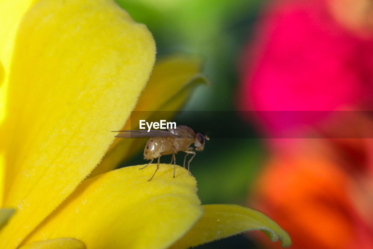 CLOSE-UP OF INSECT ON FLOWER